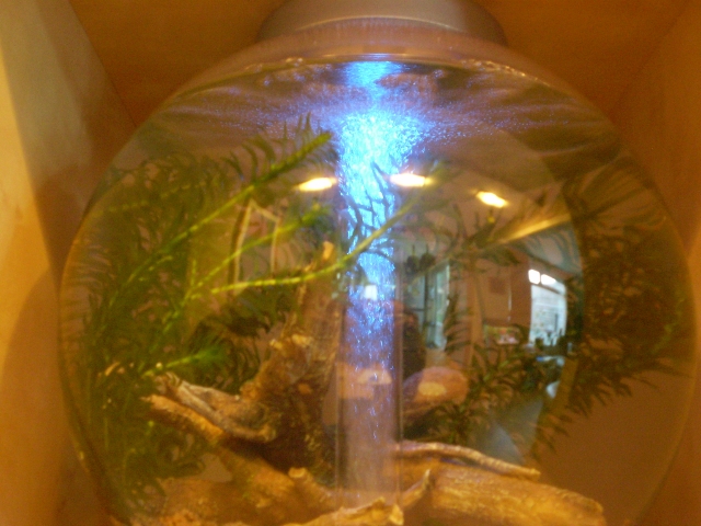 Biorb blue 2